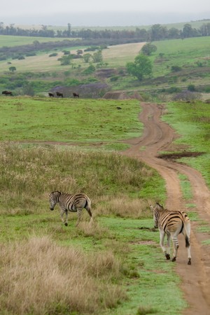 zebras in south africaの写真素材