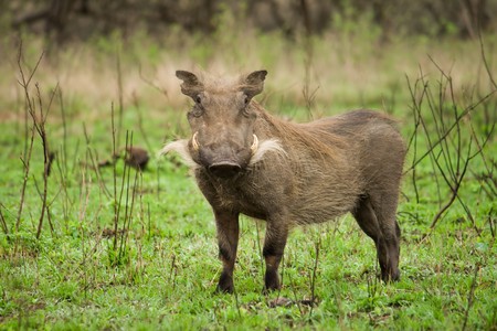 warthogの写真素材