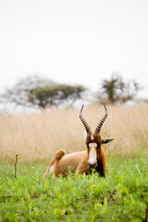 bontebok antelope in africaの写真素材