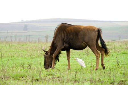 Wildebeest gnu in the africa grassland with a birdの写真素材