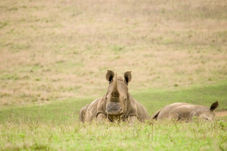 african black rhinosの写真素材