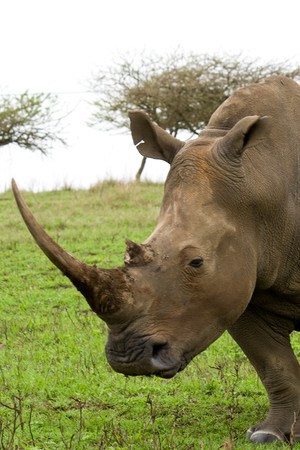 african black rhinoの写真素材