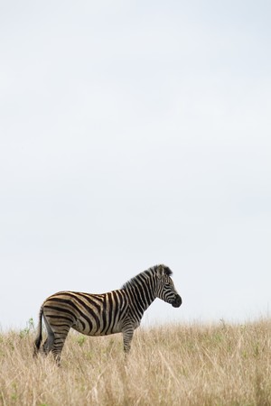 wild zebra in africaの写真素材