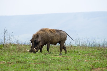 warthogの写真素材