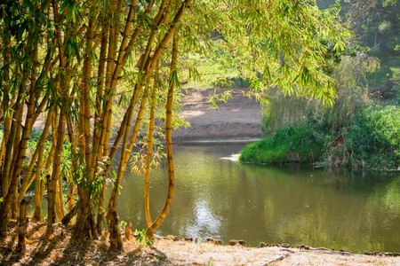 bamboo forestの写真素材