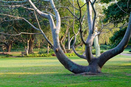 garden treeの写真素材