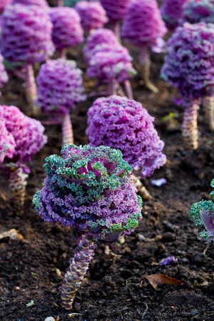 garden plantの写真素材