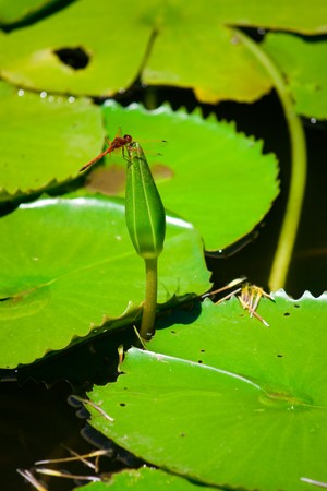 dragonfly on lotusの写真素材