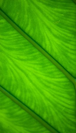 leaf design