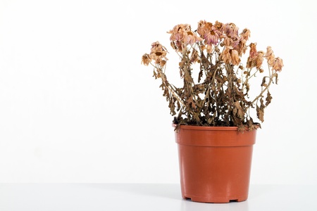 dead flowersの写真素材