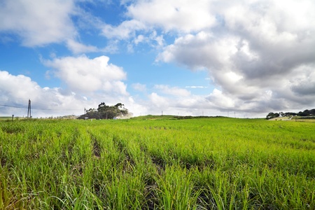 beautiful sugar cane field in Durban, South Africa