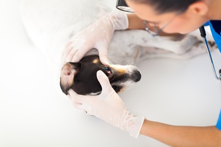 professional veterinary doctor examining pet dog eye under medical LED lightの写真素材