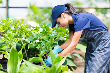 beautiful female nursery worker working in greenhouseの写真素材