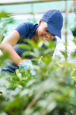african american female nursery worker trimming plants in greenhouseの写真素材