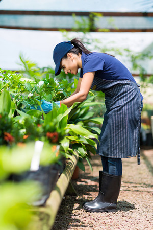 female gardener working inside greenhouseの写真素材