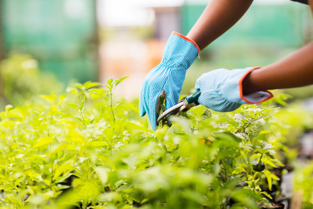 gardener trimming plant in garden
