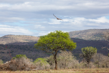 african landscape with bushes and mountainsの写真素材
