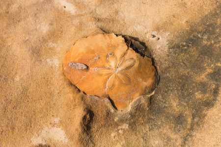 closeup view fossil in limestone