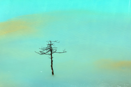 dry tree in colorful lake water in Lijiang jade dragon snow mountainの写真素材
