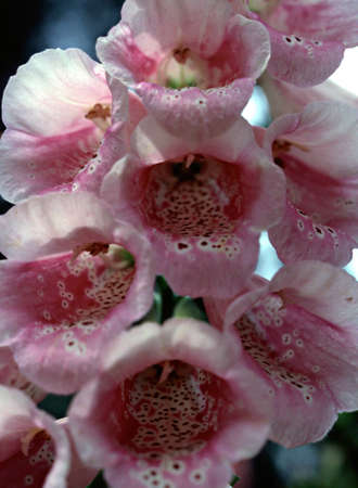 These blooming foxgloves exhibit a mottled interior comprised of pink, white,magenta and crimson hues の写真素材