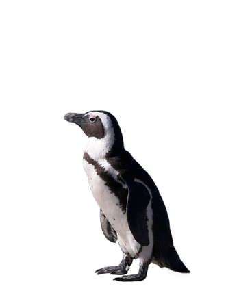South African penguin, isolatedの写真素材