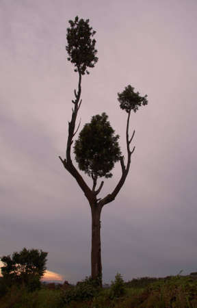 A tree which looks like surrendering man.の写真素材