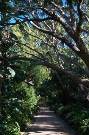 Path in the botanical garden.の写真素材