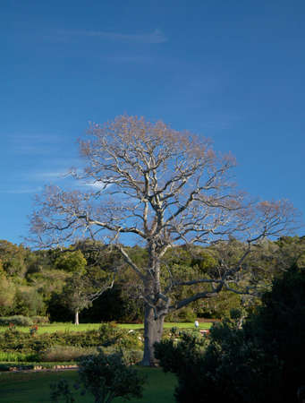 Winter leafless tree in botanic gardenの写真素材