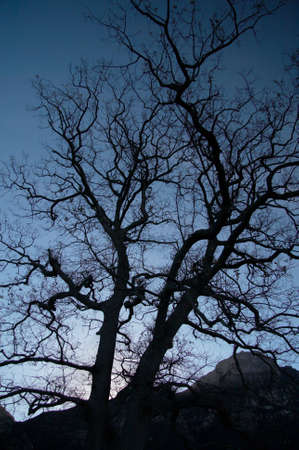 Silhouette of the tree in botanic garden.の写真素材