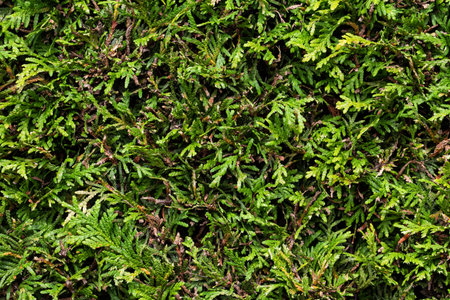 Lush green ferns covering the ground in a serene forest during daylight providing a vibrant natural...