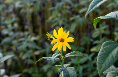 Bright yellow flower blooming amidst green foliage in a sunny garden setting