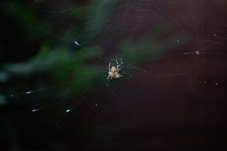 Spider weaving a delicate web in a lush garden at dusk close to wildlife