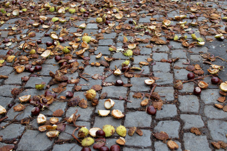 Autumn leaves and chestnut shells scattered on a cobblestone path in a serene park setting during a...