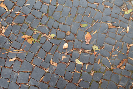 Colorful leaves scattered on a textured stone pavement in a quiet park during autumn