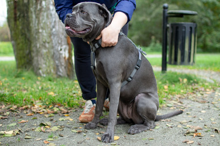 Large gray dog receiving affection from owner in a park during a sunny dayの写真素材