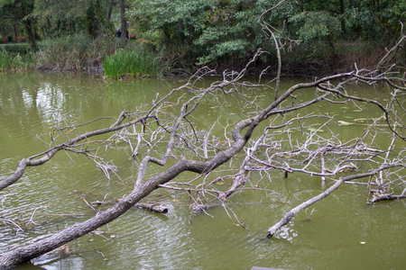 Tree branches extend over a calm green pond in a serene natural settingの写真素材