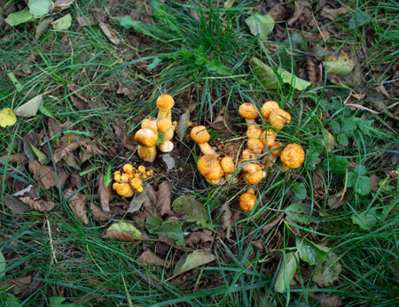 Orange mushrooms growing in a forest clearing surrounded by green grass