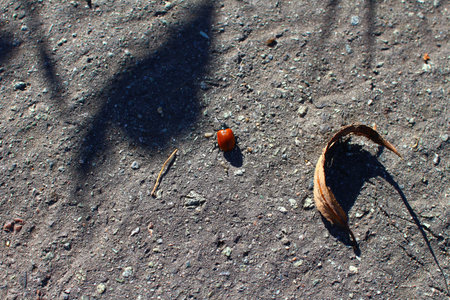 Dry leaf on a gray pavement under bright sunlightの写真素材
