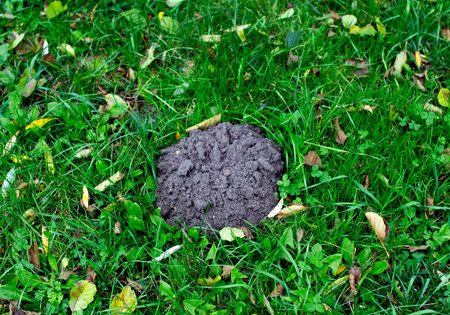 Soil mound in a grassy area surrounded by fallen leaves during autumnの写真素材