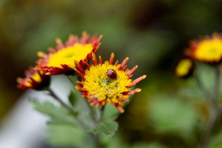 Colorful flowers with a ladybug in a garden during springtime