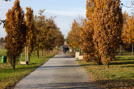 Walking through a scenic park filled with autumn trees and golden leaves