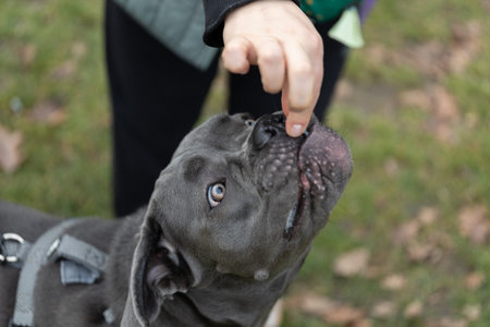 Dog looks up at person offering finger for a treat outdoors in the park