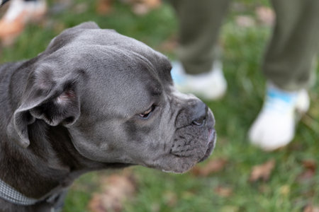 Dog looks at owner in a park during a sunny afternoon with green grass