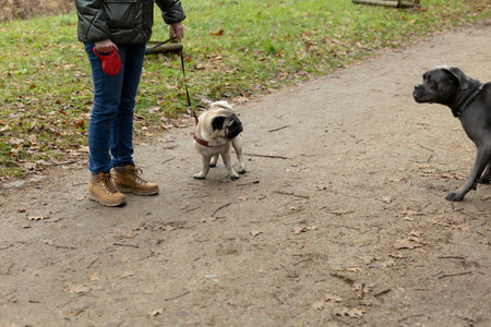 Small dog and large dog meet during walk in the park on a cloudy dayの写真素材