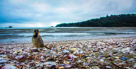 One sparrow, standing on a shell-covered beach, looking at the camera, with low tide and islands in the backgroundの写真素材