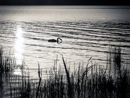 One adult Black Swan siwmming on the surface of a calm lake at sunset, with long grass in the foreground. Taken in black and white at sunset.の写真素材