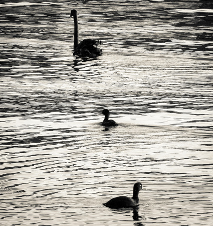 One black swan and two other water birds swimming on a calm lake surface at sunset. Taken in black and white.の写真素材