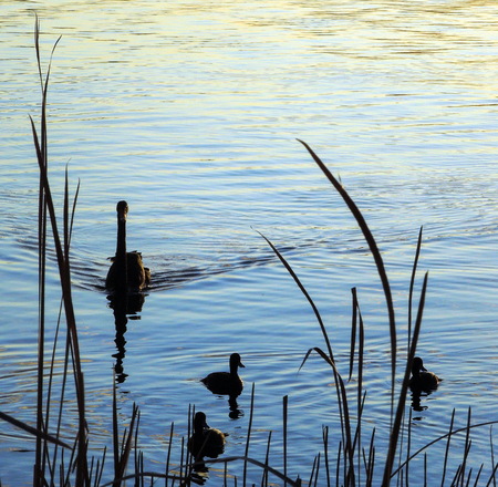 A family of Black Swans swiming on a calm lake surface with long grass in the foreground and golden light reflecting on the water in the background.の写真素材