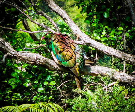 One Kereru New Zealand Pigeon resting on the branch of a native tree on a sunny day.の写真素材
