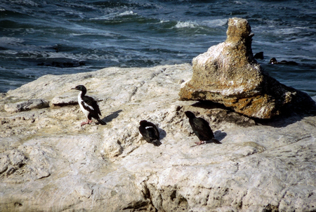 Three Cormorant Shags resting on a rock in the middle of a rough ocean. Taken on a sunny day.の写真素材
